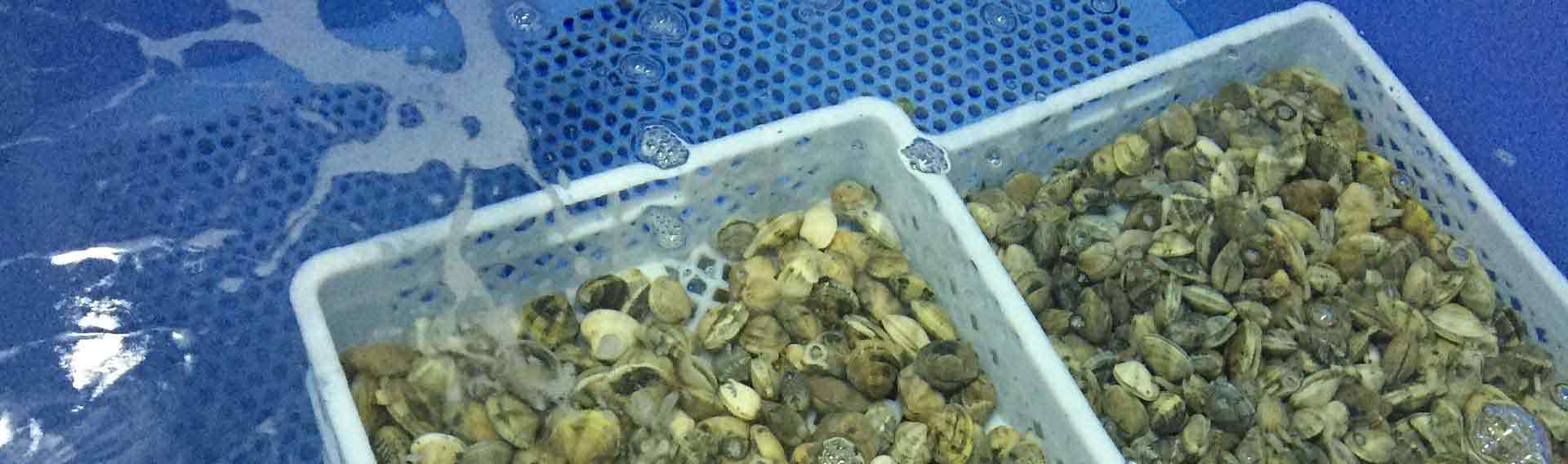 Depuradora para bivalves com ameijoas